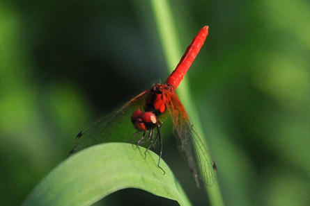 dragofly