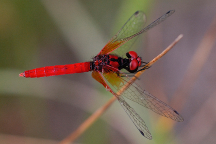 dragofly